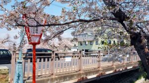大和高田市・市役所通り・高田橋交差点「桜まつり」ぼんぼり2025-96