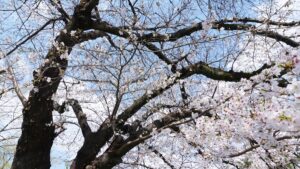 2025年度（令和7年度）創立10周年記念・第10回卒業式「学院前・高田川・高田千本桜」雲外蒼天・勇往邁進・大和高田市・奈良県産業会館・大ホール2026-24