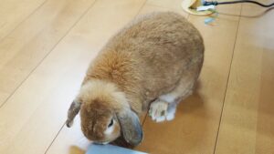 動植物環境専門学校「国家資格・愛玩動物看護師」説明会2024-255
