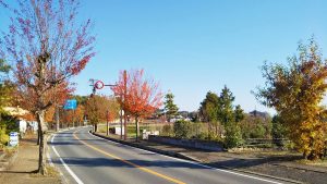 校外学習「近鉄特急でゆく！秋の京都旅日記」autumn-leaves2022-2