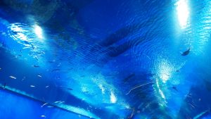 秋季校外学習・大阪天保山・ハーバーランド「海遊館」2019-059