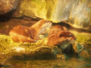 校外学習・大阪天保山・ハーバーランド「海遊館」海と河と森と動物2019-060