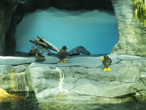 校外学習・大阪天保山・ハーバーランド「海遊館」海と河と森と動物2019-061