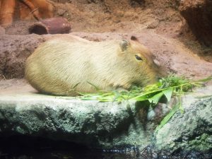 校外学習・大阪天保山・ハーバーランド「海遊館」海と河と森と動物2019-062