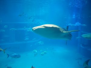 校外学習・大阪天保山・ハーバーランド「海遊館」海と河と森と動物2019-063