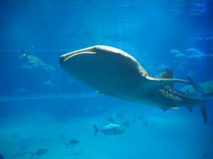 校外学習・大阪天保山・ハーバーランド「海遊館」海と河と森と動物2019-064
