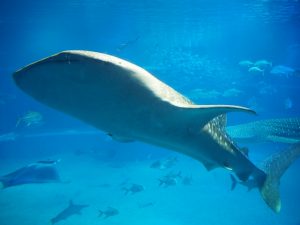 校外学習・大阪天保山・ハーバーランド「海遊館」海と河と森と動物2019-065