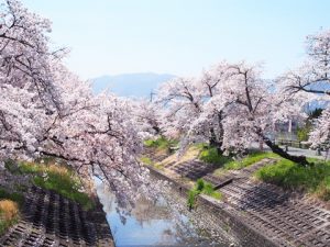 桜花舞い散る新学期・高田千本桜2019-081