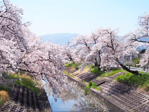 高田千本桜舞い散る新年度・新学期｜遠くに霞む葛城山を望みます