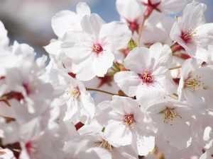 桜花舞い散る新学期・高田千本桜2019-082