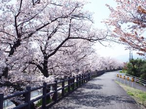 桜花舞い散る新学期・高田千本桜2019-083