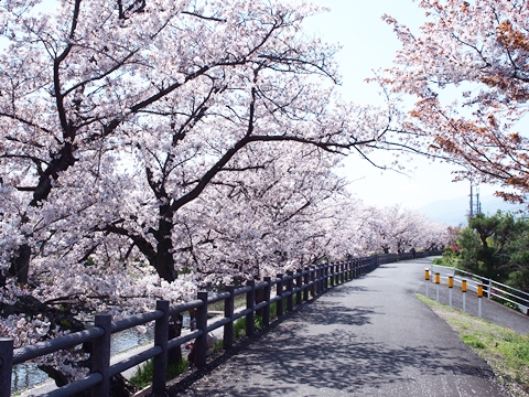 高田千本桜舞い散る新年度・新学期｜学院前桜の遊歩道☆貸切状態です