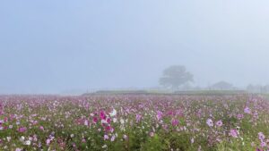 霧に沈む秋の奈良大和路「コスモス・秋桜」斑鳩・中宮寺跡2025-1