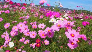 奈良斑鳩の里・法起寺・コスモス2020-3