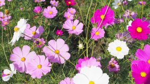 尼寺の苔の中より秋桜・秋の奈良大和路「中宮寺跡」2021-16