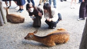 絵画展「エドワード・ゴーリーを巡る旅」うろんな客の絵本作家・奈良県立美術館・特別展2024-56