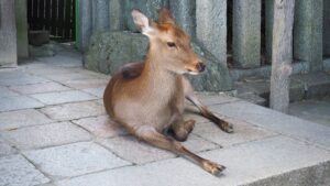 絵画展「エドワード・ゴーリーを巡る旅」うろんな客の絵本作家・奈良県立美術館・特別展2024-84