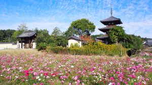 奈良大和路斑鳩の里の法起寺・コスモス秋桜2021-1