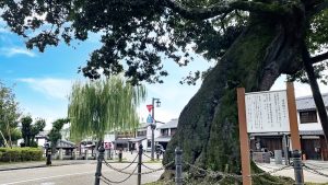 橿原市「今井町」夏景色・環濠自治都市遺跡・蘇武橋のエノキ2023-12