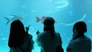 校外学習「海遊館・大阪湾ベイクルーズ」大阪天保山ハーバービレッジ2026-292