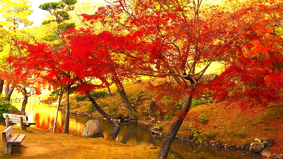 2021年度秋季校外学習「錦秋の奈良紀行」御蓋山・若草山｜燃えるような「紅」の絶景が続きます