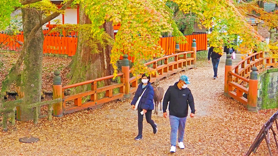 秋季校外学習「錦秋の奈良紀行」2021｜ブログには写真も沢山掲載しています