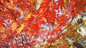 校外学習「秋の京都旅日記・梅小路公園のビオトープの森」2022-12