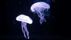 校外学習「秋の京都旅日記・京都水族館」2022-63