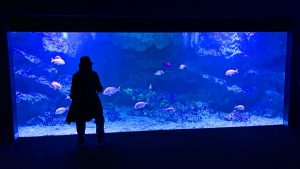 校外学習「秋の京都旅日記・京都水族館」2022-176