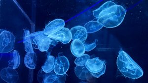 校外学習「秋の京都旅日記・京都水族館」2022-185