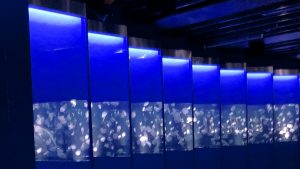 校外学習「秋の京都旅日記・京都水族館」2022-186
