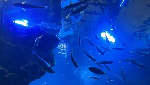 校外学習「秋の京都旅日記・京都水族館」2022-20
