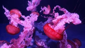 校外学習「秋の京都旅日記・京都水族館」2022-33