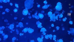 校外学習「秋の京都旅日記・京都水族館」2022-35