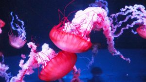 校外学習「秋の京都旅日記・京都水族館」2022-179