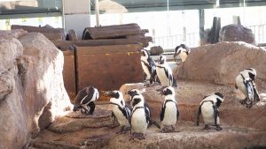 校外学習「秋の京都旅日記・京都水族館」2022-244