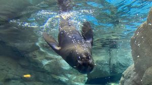 校外学習「秋の京都旅日記・京都水族館」2022-37