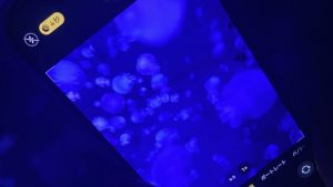 校外学習「秋の京都旅日記・京都水族館」2022-26