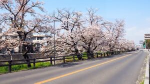 奈良県道132号線・高田川「高田千本桜」132-12