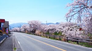 奈良県道132号線・高田川「高田千本桜」132-179