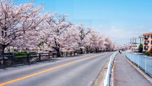 奈良県道132号線・高田川「高田千本桜」132-22