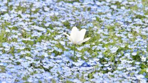 フィネラモ・花畑2020-151
