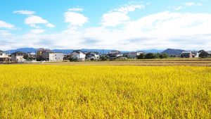 実るほど頭を垂れる稲穂かな・秋の奈良大和路