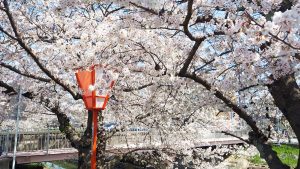 奈良県大和高田市高田川「高田千本桜」満開・桜花爛漫2023-132