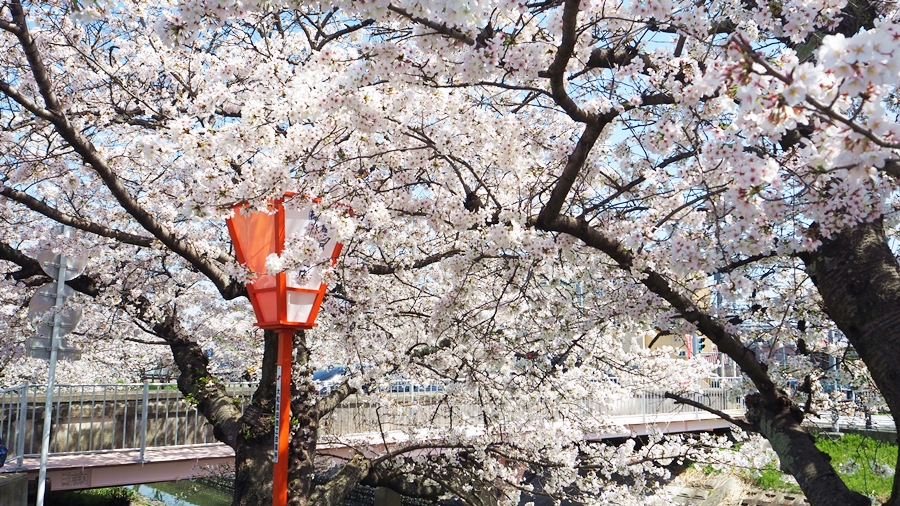 養護教諭を目指す生徒のための勉強会｜窓の外は高田川の高田千本桜が今や満開！