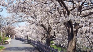学院周辺施設「高田千本桜」高田川・大和高田市20024-47