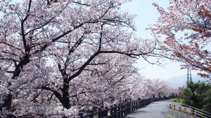奈良県大和高田市「高田千本桜」遊歩道2016-011