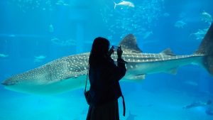 夏季休業「海遊館」ジンベエザメとシルエット2020-2