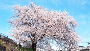 養護教諭を目指す生徒のための勉強会・高田千本桜満開2017-12