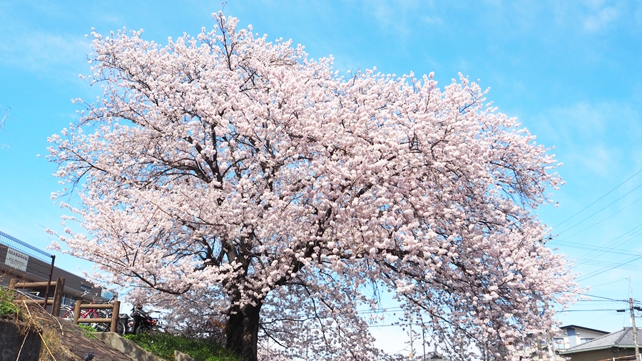養護教諭を目指す生徒のための勉強会｜窓の外は高田川の千本桜が今や満開！